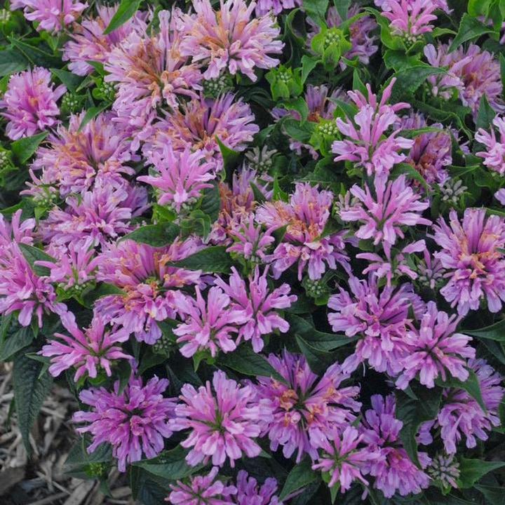 Monarda didyma 'Pardon My Lavender'  - Pardon My Lavender
