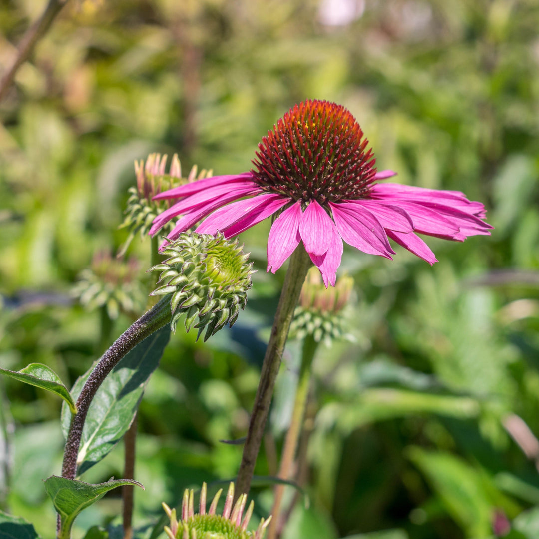 Echinacea purpurea 'Rubinstern'  - Ruby Star Echinacea