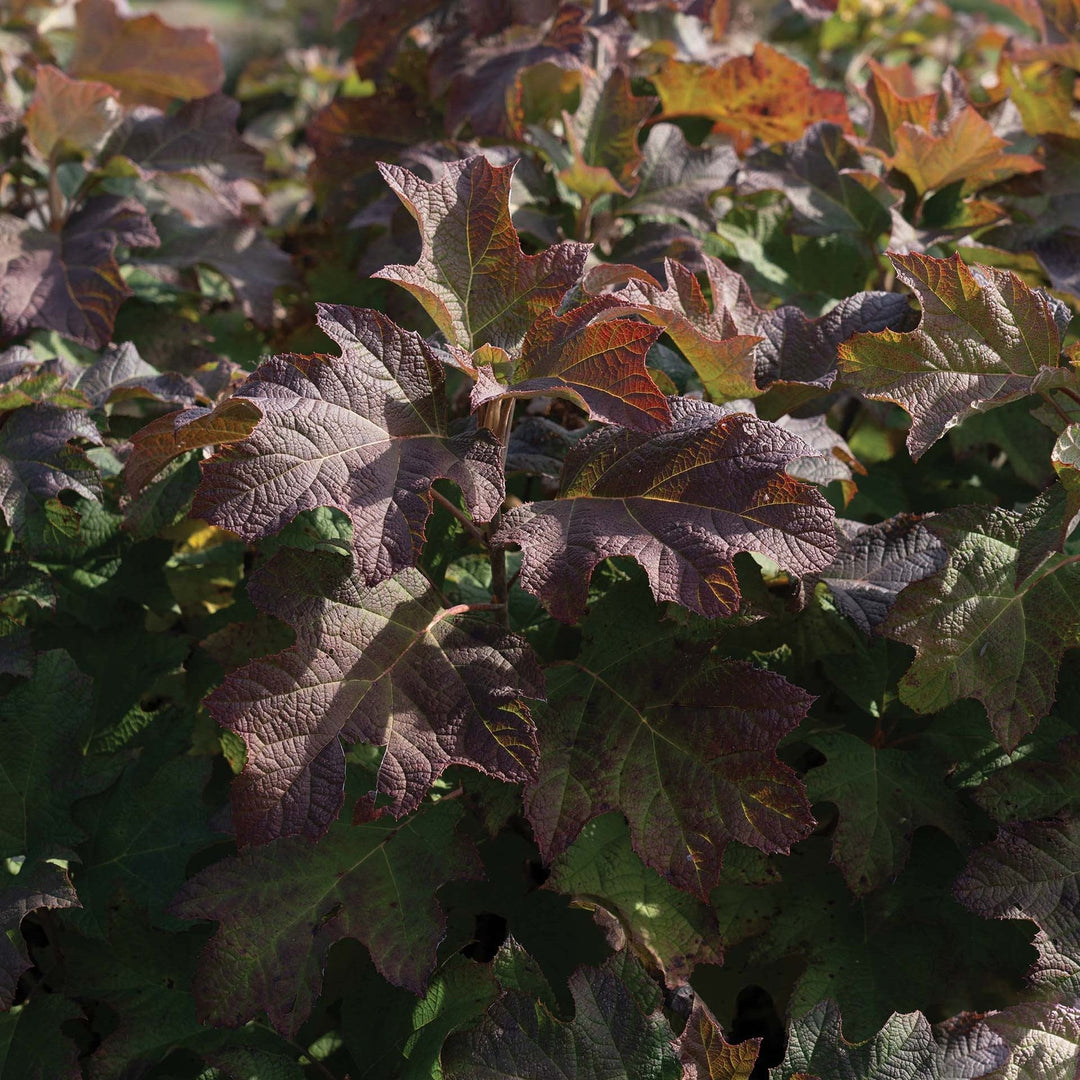 Hydrangea quercifolia '1925querrep'  - Autumn Reprise™ Hydrangea