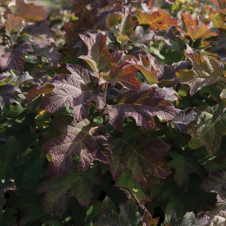 Hydrangea quercifolia '1925querrep'  - Autumn Reprise™ Hydrangea