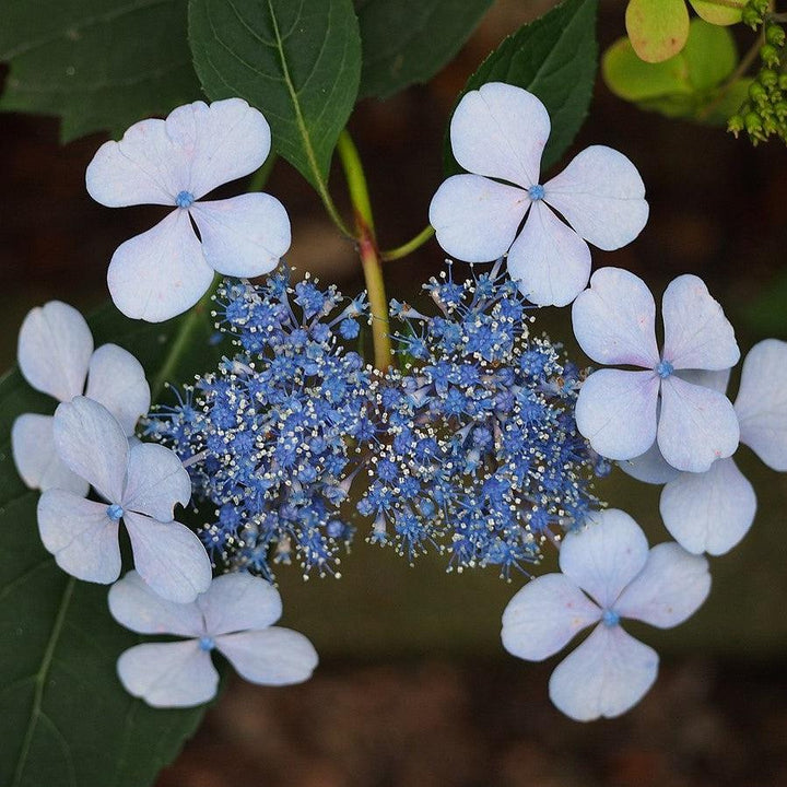 Hydrangea serrata 'Blue Billow'  - Blue Billow Hydrangea
