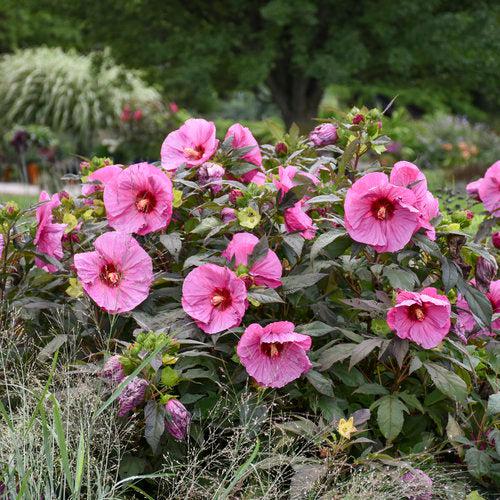 Hibiscus 'Berry Awesome' PP27936  - Summerific® Berry Awesome Hibiscus