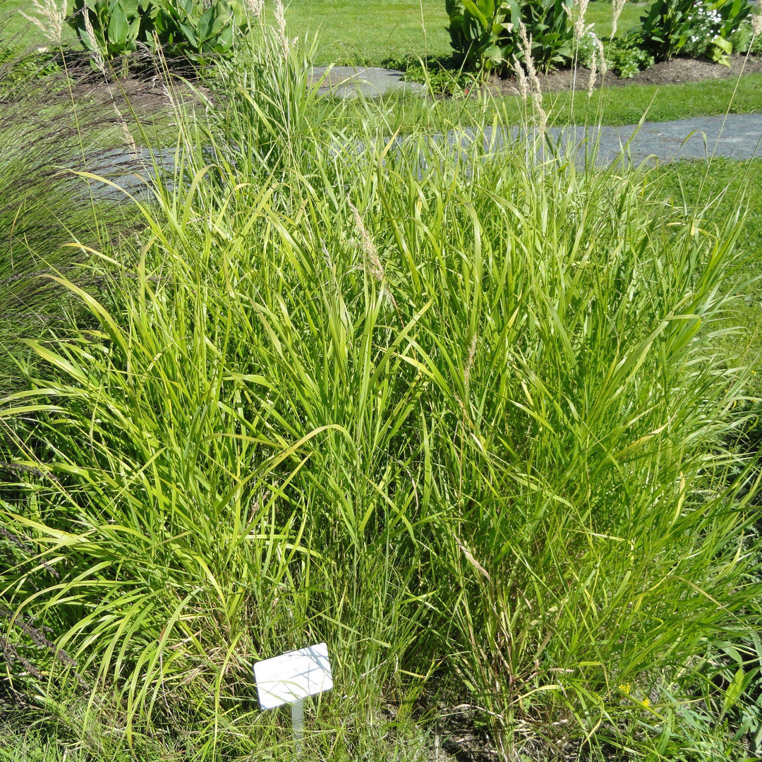 Bouteloua curtipendula  - Sideoats Grama