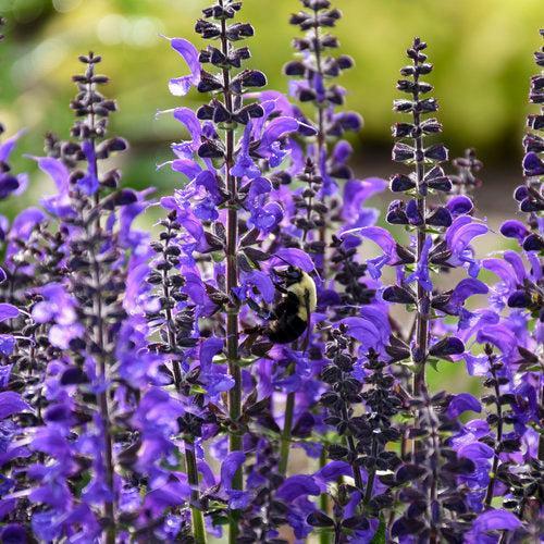 Salvia 'Indiglo Girl'  - PW® Color Spires® Indiglo Girl Salvia