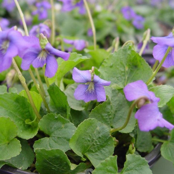 Viola sororia  - Common Blue Violet