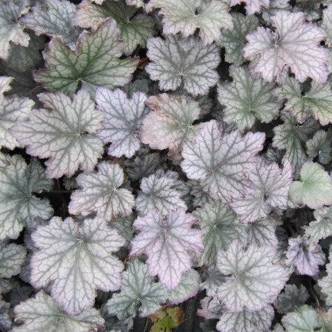 Heuchera x 'Frosted Violet'  - Frosted Violet Coral Bells