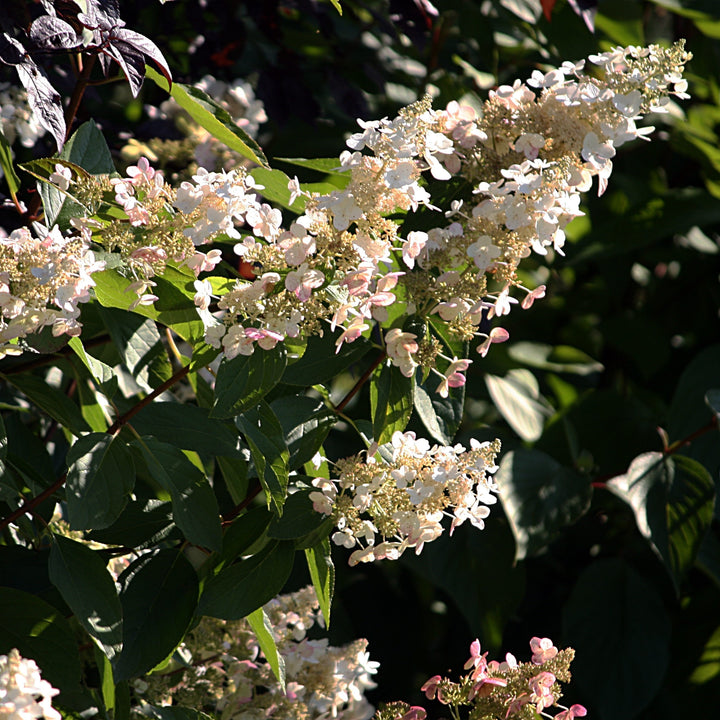 Hydrangea paniculata 'HPOPR018'  - Bloomin' Easy® Torch™ Hydrangea