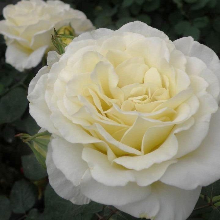 Rosa 'True Kindness'  - True Kindness Rose