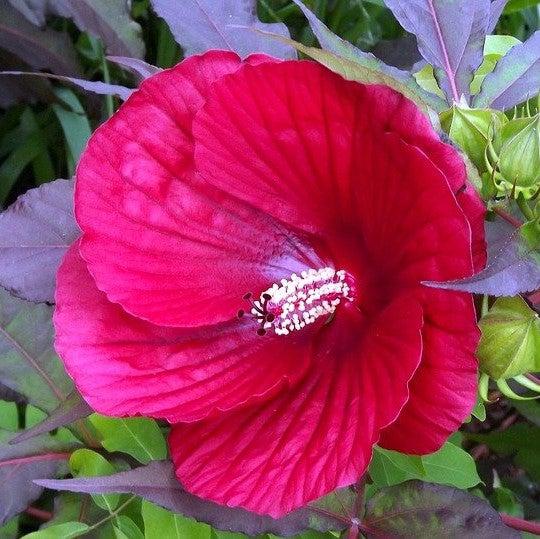 Hibiscus 'Midnight Marvel'  - Midnight Marvel Red Leaf Hibiscus