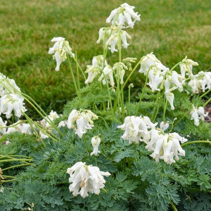 Dicentra 'White Diamonds'  - White Diamonds Fern-Leaf Bleeding Heart