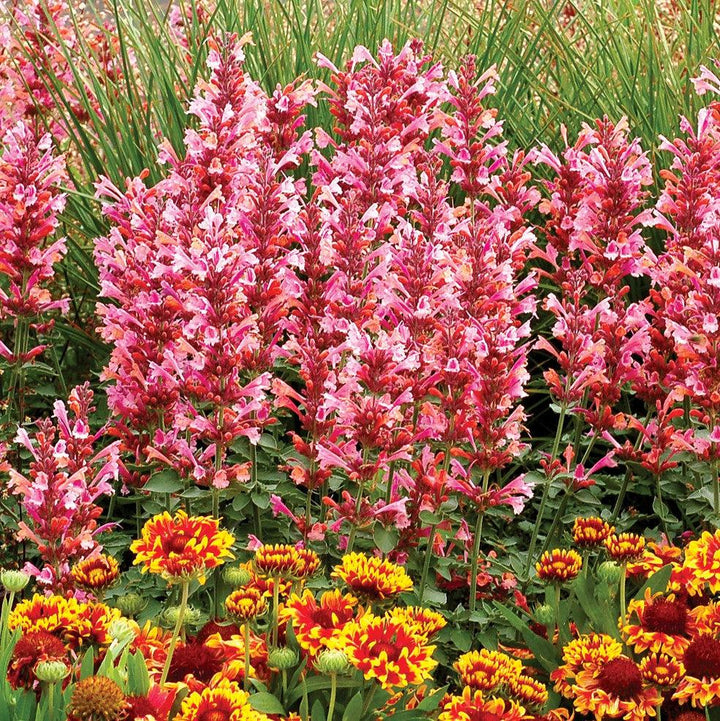 Agastache 'Kudos Ambrosia'  -  Kudos™ Ambrosia Hummingbird Mint, Hyssop