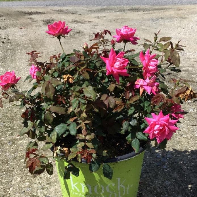 Rosa ‘Radtkopink’ PP 18,507  - Double Pink Knock Out® Rose