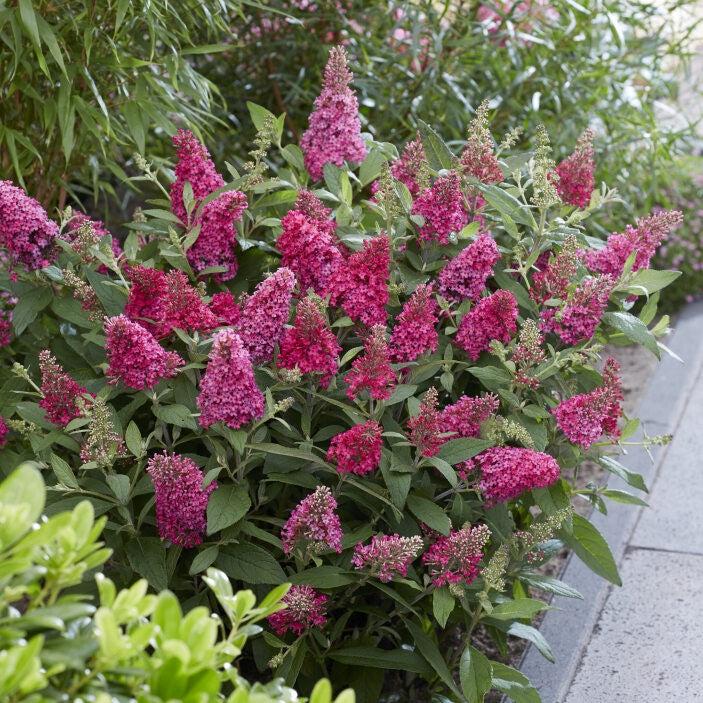 Buddleia davidii ‘BotEx 006’ PP34500  - Butterfly Candy™ Li'l Raspberry™ Butterfly Bush