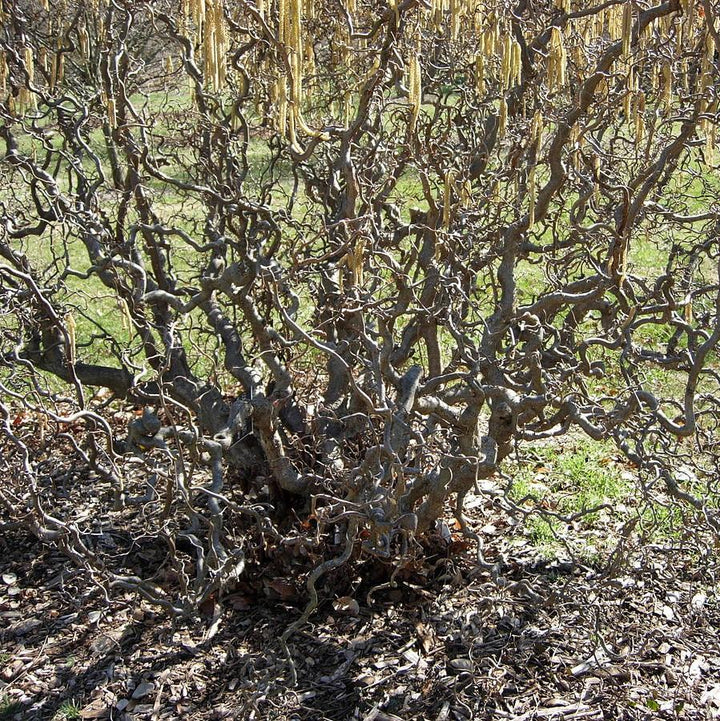 Corylus avellana 'Contorta'  - Contorted Filbert, Harry Lauder’s Walking Stick