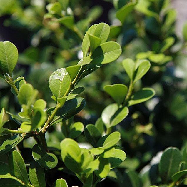 Buxus microphylla var. japonica 'Green Beauty'  - Green Beauty Boxwood