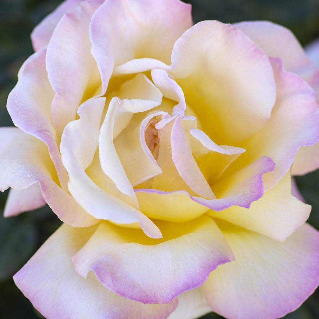 Rosa 'Peace'  - Peace Rose