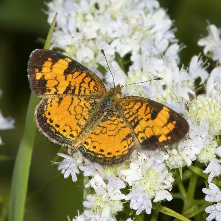 Pycnanthemum tenuifolium  - Slender Mountainmint