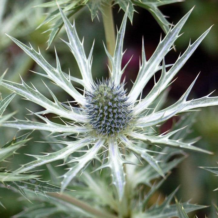 Eryngium x zabelii 'Big Blue'  - Big Blue Sea Holly