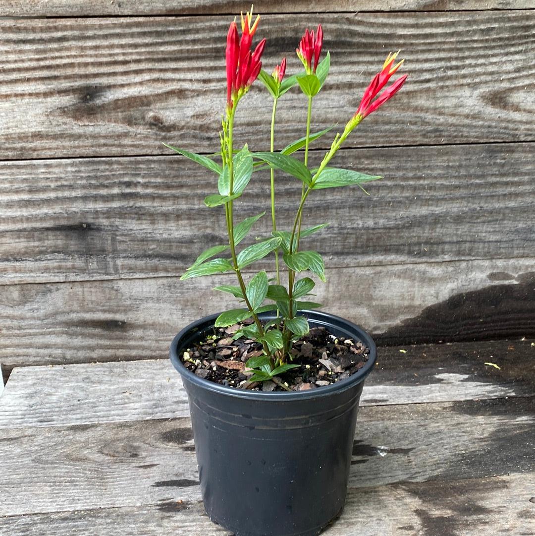 Spigelia marilandica 'Little Redhead  - Little Redhead Indian Pink