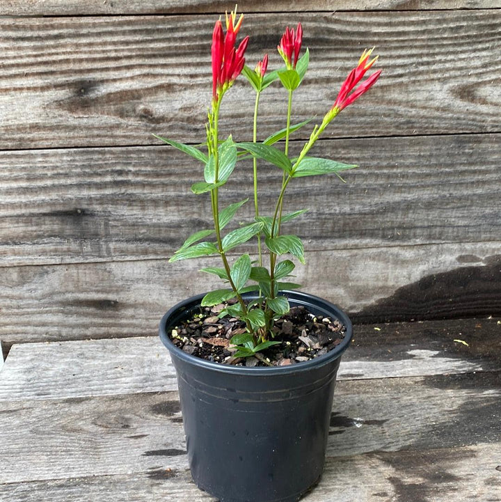 Spigelia marilandica 'Little Redhead  - Little Redhead Indian Pink