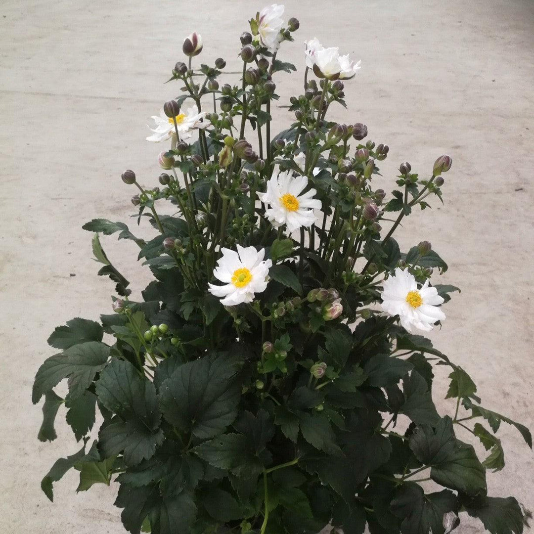 Anemone hupehensis 'Ifansa' PP31,802  - Fantasy™ Snow Angel Anemone