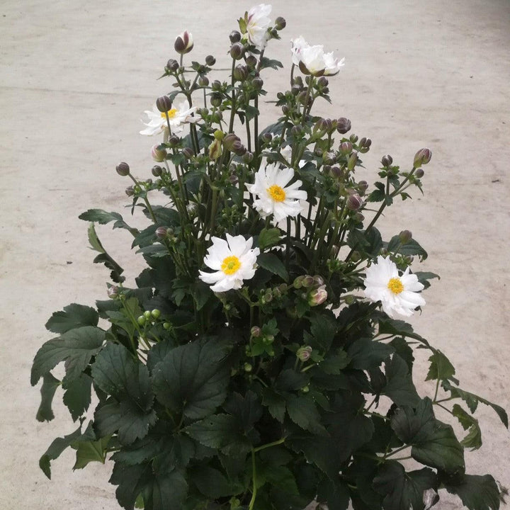 Anemone hupehensis 'Ifansa' PP31,802  - Fantasy™ Snow Angel Anemone