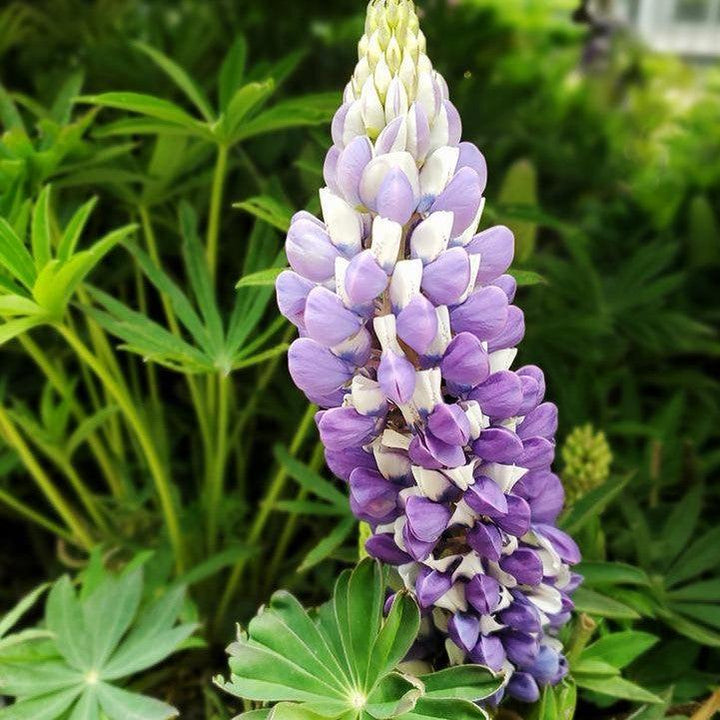 Lupinus 'The Governor'  - The Governor Lupine
