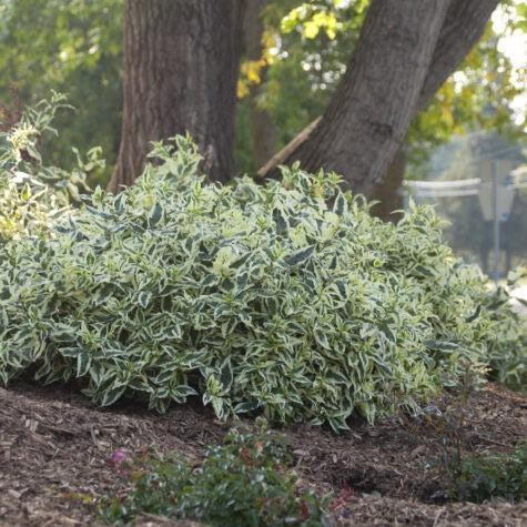 Diervilla sessilifolia 'LPDC Podaras'  - Cool Splash® Honeysuckle