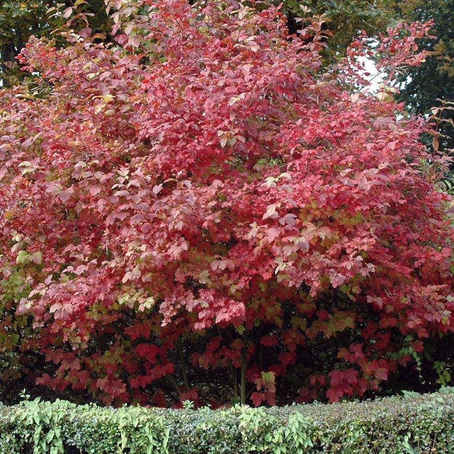 Viburnum opulus 'Roseum'  - Eastern Snowball