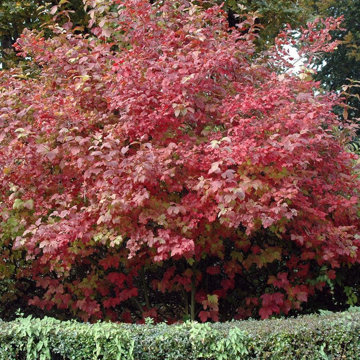Viburnum opulus 'Roseum'  - Eastern Snowball