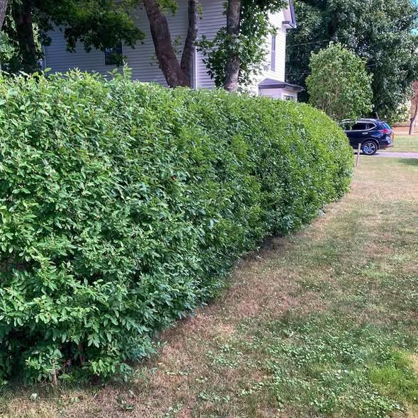 Ligustrum vulgare 'Cheyenne'  - Cheyenne European Privet