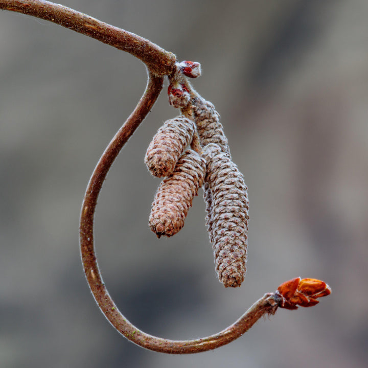 Corylus avellana 'Contorta'  - Contorted Filbert, Harry Lauder’s Walking Stick