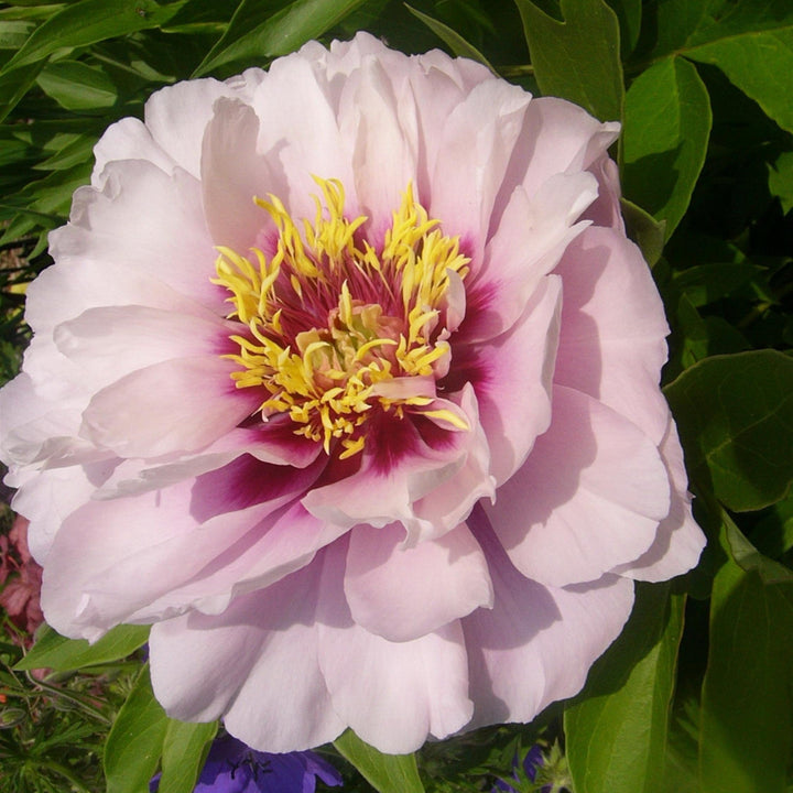 Paeonia 'Cora Louise'  - Cora Louise Itoh Peony