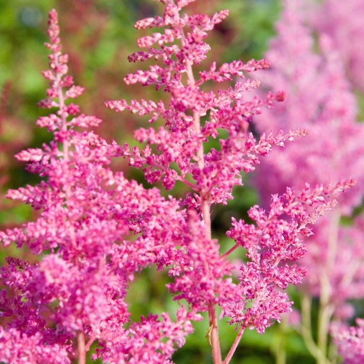 Astilbe japonica 'Rheinland'  - Rheinland Japanese Astilbe