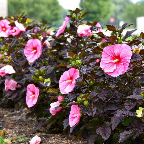 Hibiscus 'Edge of Night' PP34,359  - Summerific® Edge of Night Hibiscus