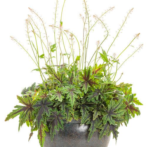Tiarella 'Cutting Edge'  - Cutting Edge Foamflower