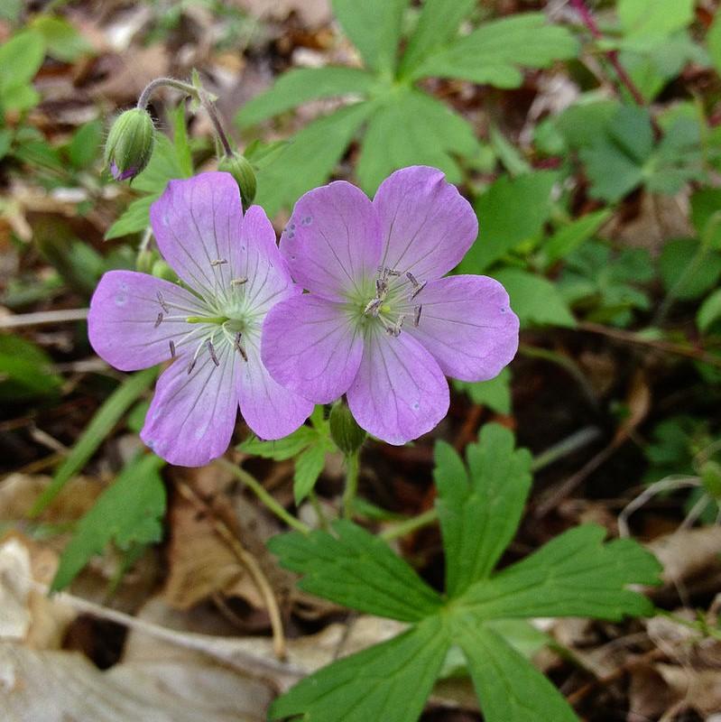Geranium maculatum  - Wild Cranesbill