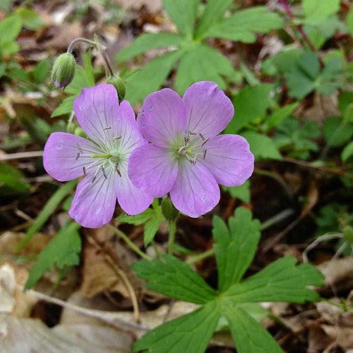 Geranium maculatum  - Wild Cranesbill