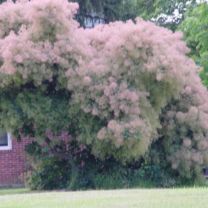 Cotinus obovatus 'American Smoketree'  - American Smoketree