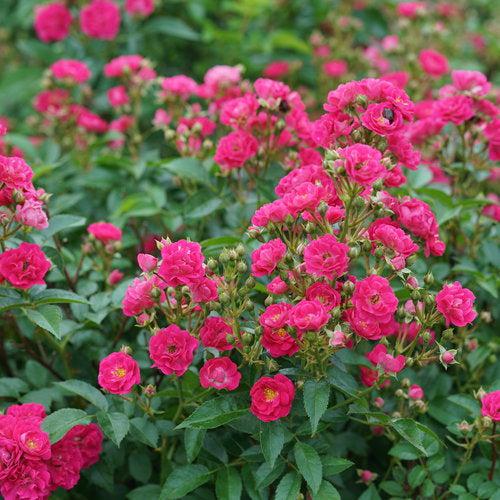 Rosa x 'Phyllis Sherman'  - Oso Easy Peasy® Rose