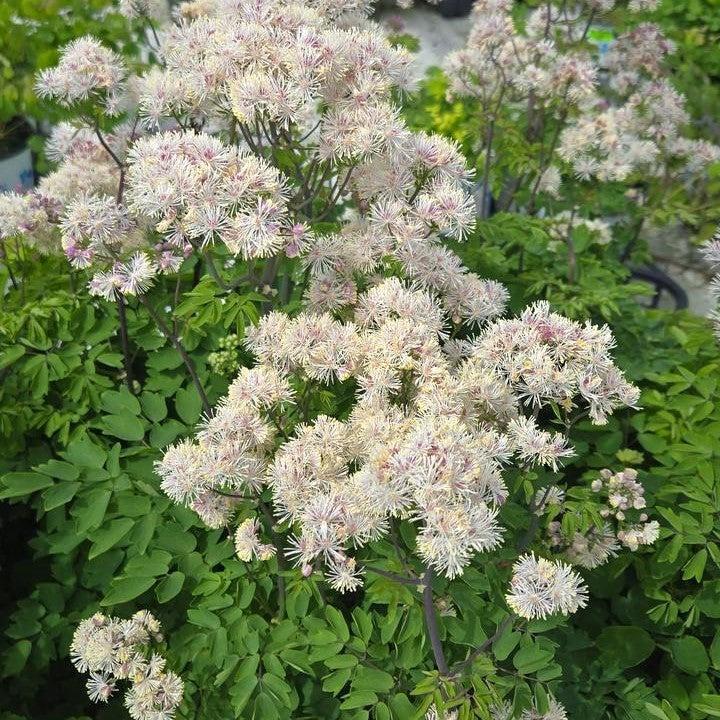 Thalictrum 'TNTNW'  - Nimbus™ White Meadow-Rue