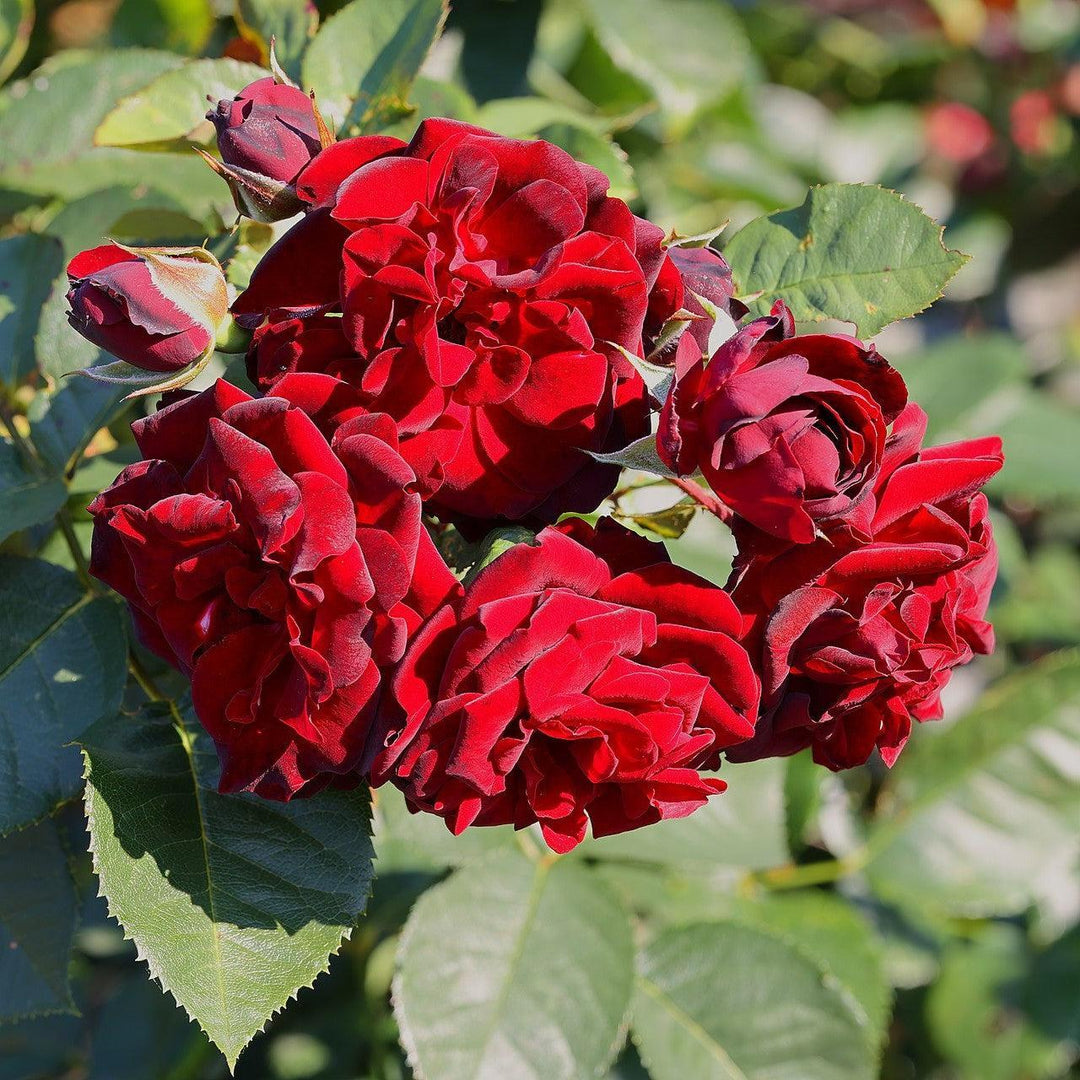 Rosa 'Navy Lady'  - Navy Lady Rose