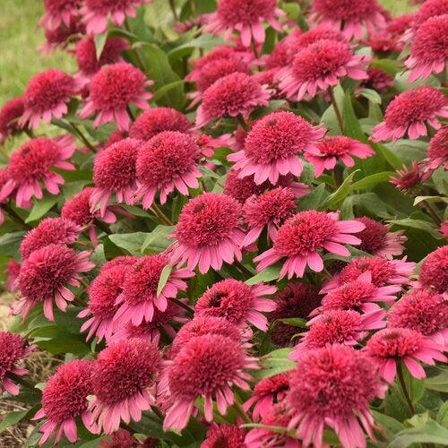 Echinacea 'Raspberry Beret'  - Double Coded® Raspberry Beret Echinacea