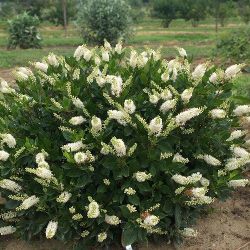Clethra alnifolia 'Crystalina'  - Sugartina® Summersweet