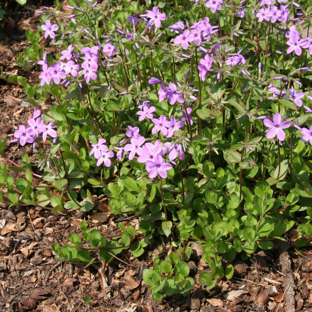 Phlox stolonifera  - Creeping Phlox, Star-Rock Phlox