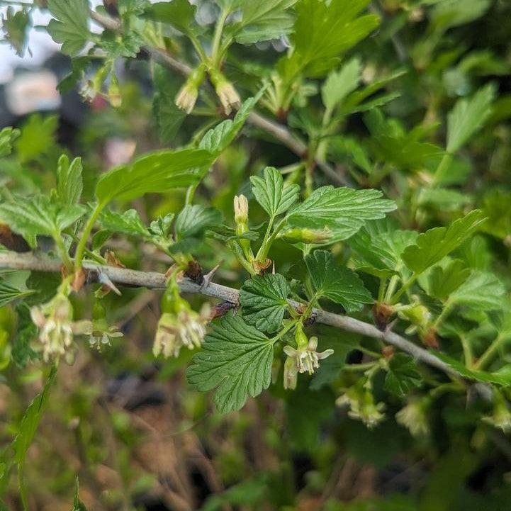 Ribes uva-crispa 'Hinnonmaki Red'  - Hinnonmaki Red Gooseberry