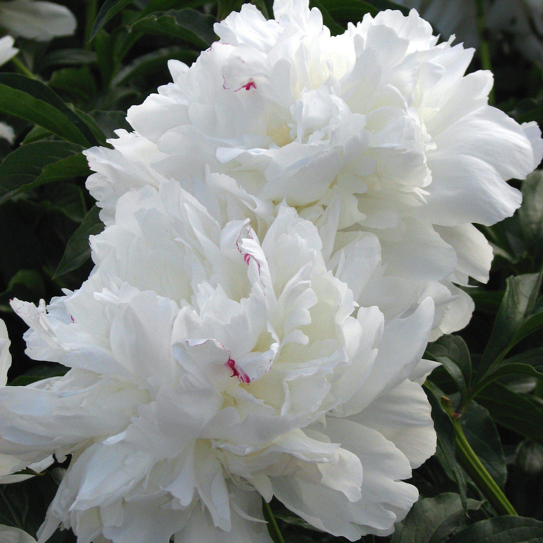 Paeonia lactiflora 'Festiva Maxima'  - Festiva Maxima Peony