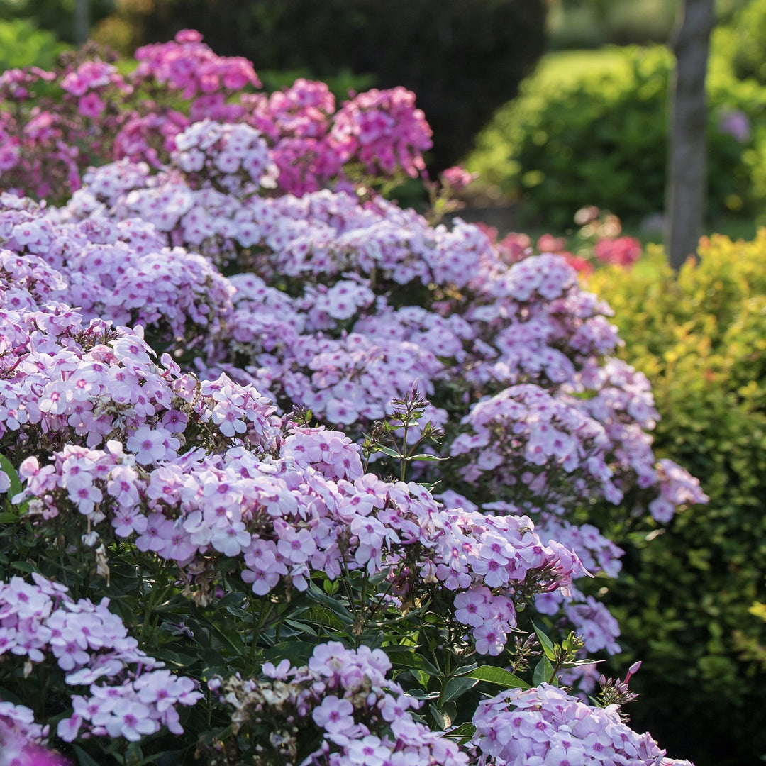 Phlox paniculata 'Ditomfav' PP21,369  - First Editions® Cotton Candy™ Phlox