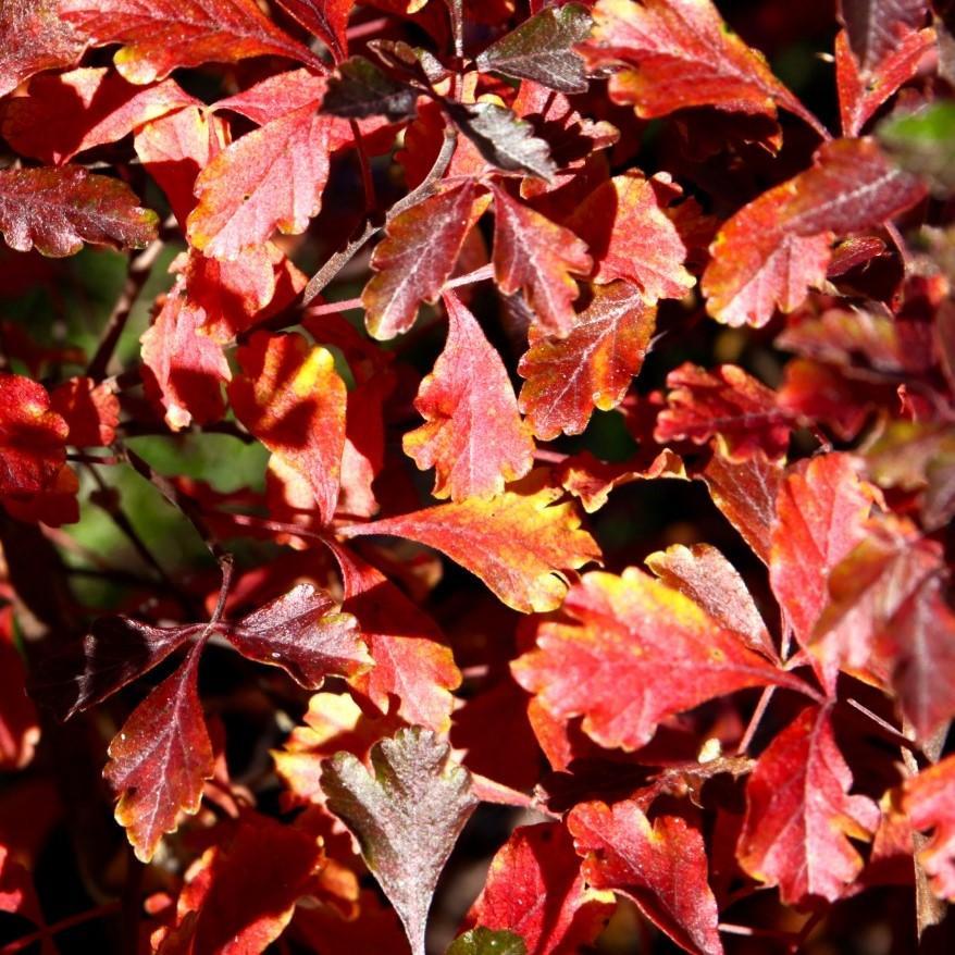 Rhus aromatica 'Fine Textured Compact Select A'  - Lacette™ Sumac