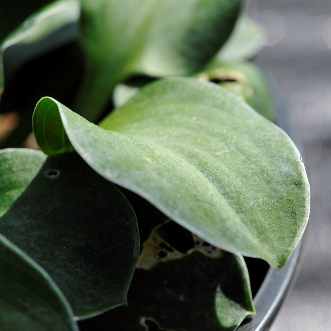 Hosta 'Blue Mouse Ears'  - Blue Mouse Ears Hosta